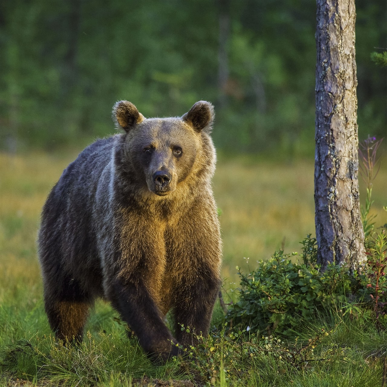 Braunbären-Spezial | Was tun, wenn der Bär angreift