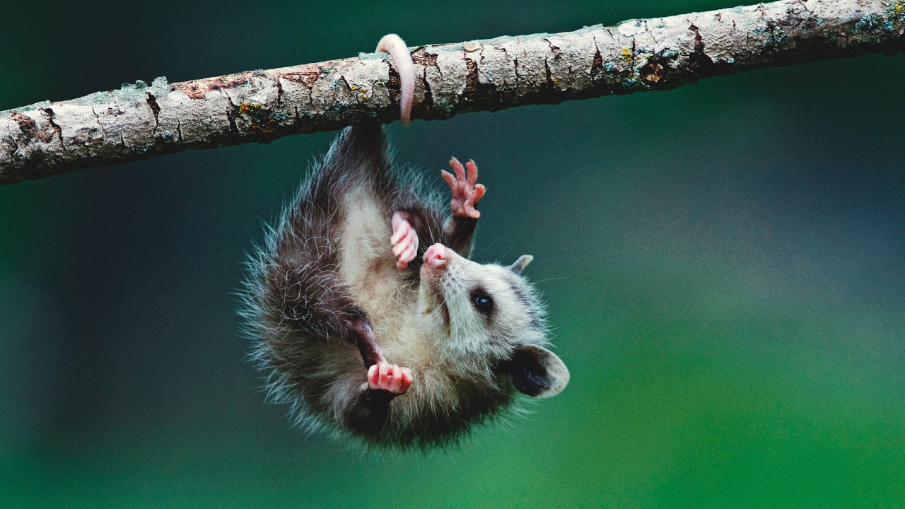 Ein Virginisches Nordopossum hängt kopfüber mit seinem Schwanz an einem Ast. 