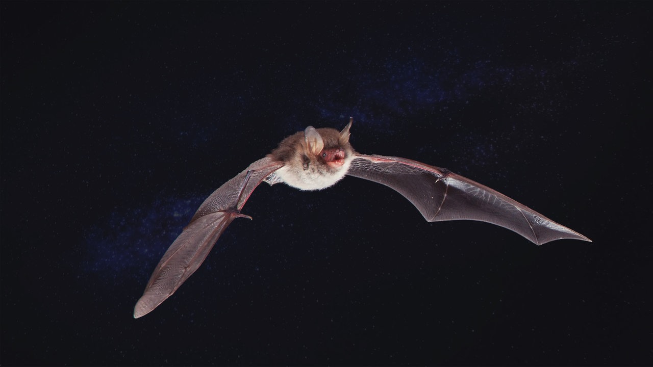 Eine Fledermaus fliegt mit weit ausgestreckten Flügeln und offenem Maul auf die Kamera zu. 