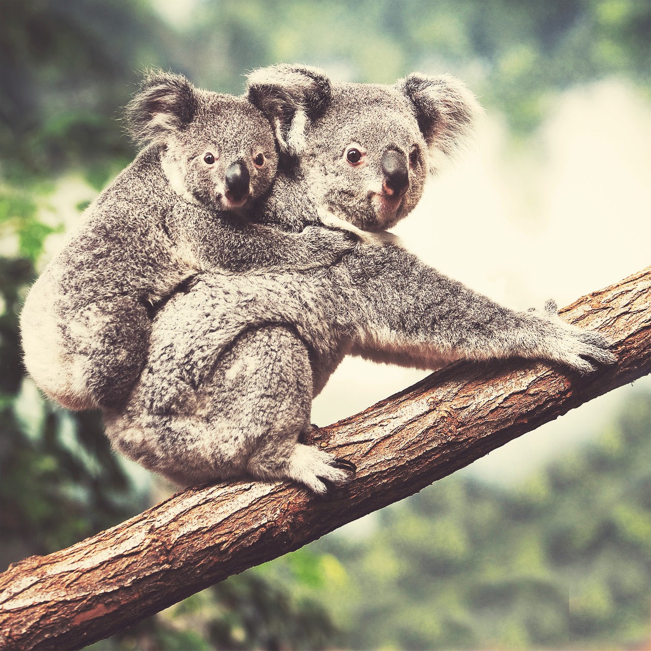 Koala-Spezial: Wie sie schlafen, fressen, kuscheln