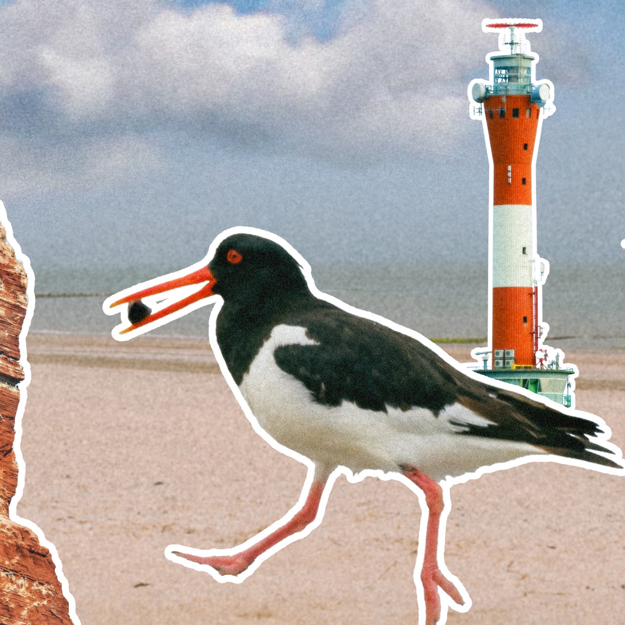 Austernfischer und Leuchtturm am Strand von Wangerooge