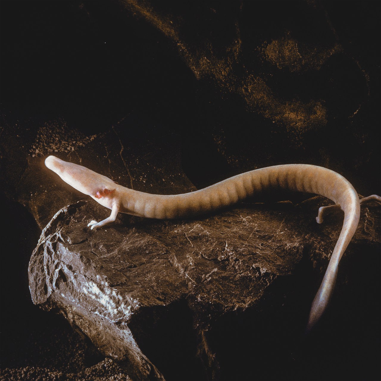 Ein länglicher Grottenolm mit heller Haut, der an einen Salamander erinnert, sitzt auf einem braunen Stein.