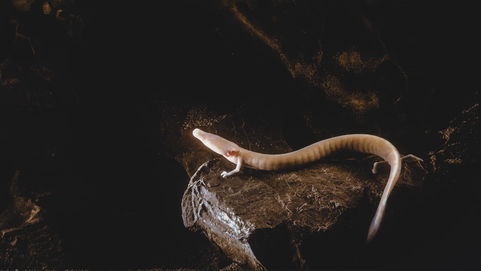 Ein länglicher Grottenolm mit heller Haut, der an einen Salamander erinnert, sitzt auf einem braunen Stein.