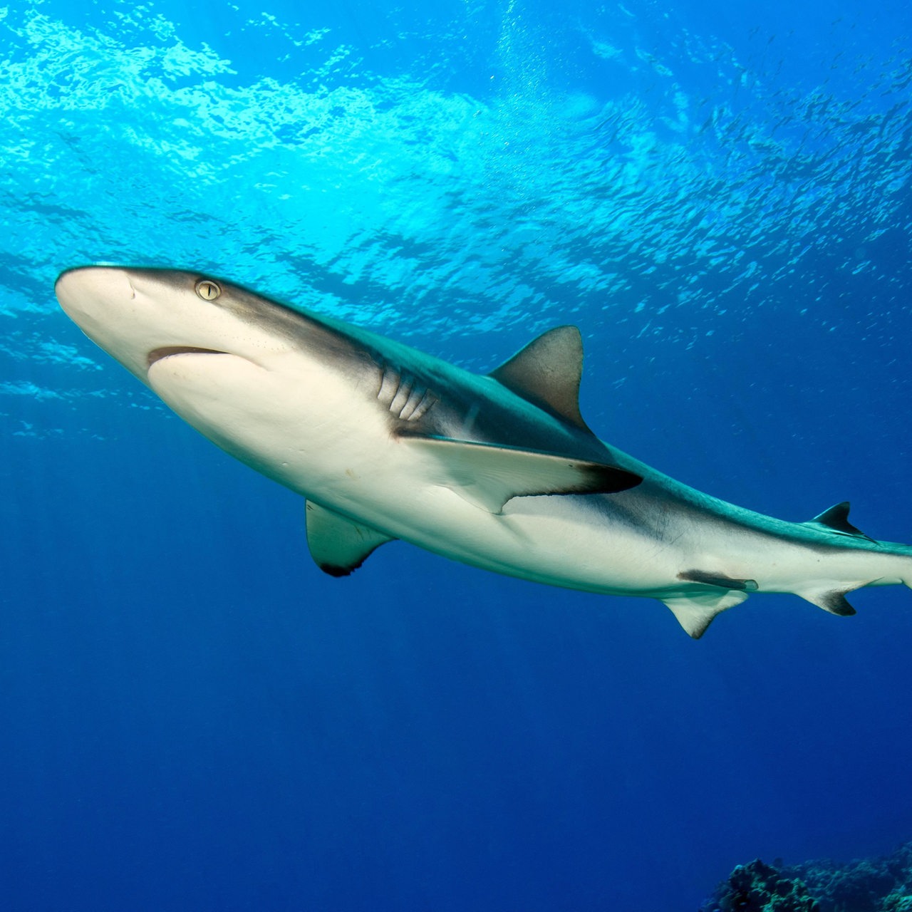 Ein großer weiblicher Grauer Riffhai (Carcharhinus amblyrhynchos) Hai schwimmt im Gegenlicht unter Wasseroberfläche.