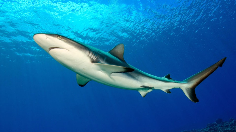 Ein großer weiblicher Grauer Riffhai (Carcharhinus amblyrhynchos) Hai schwimmt im Gegenlicht unter Wasseroberfläche.