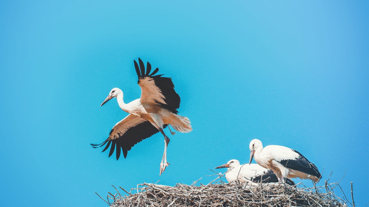 Vor blauem Himmel sitzen zwei junge Störche in einem großen, runden Nest, während ein dritter, junger Storch gerade beginnt zu fliegen.