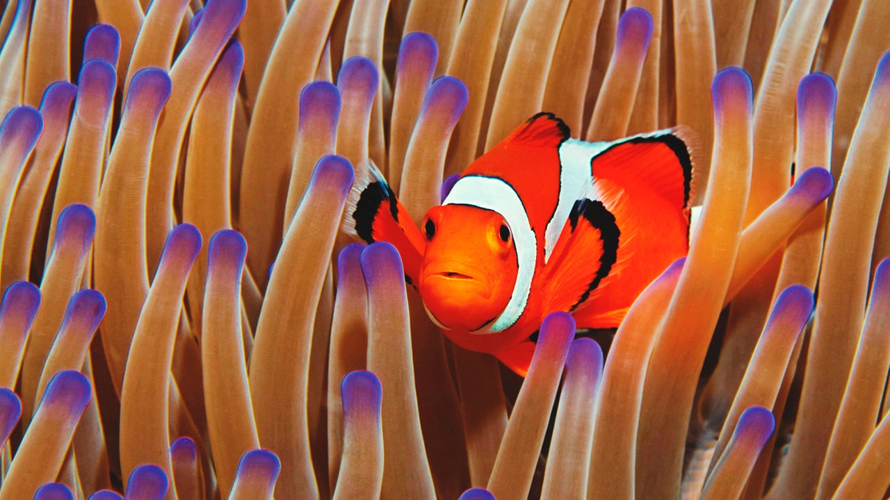 Clownfisch in Seeanemone