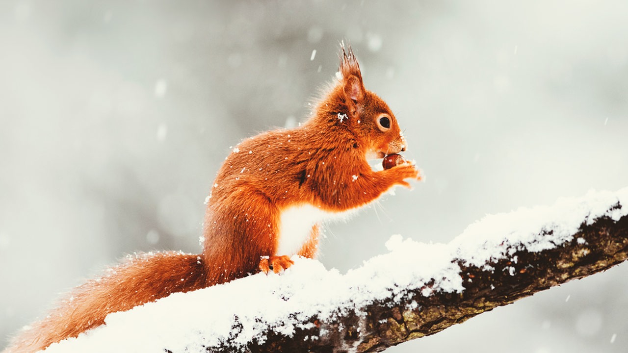 Ein rot-braunes Eichhörnchen knabbert an einer Haselnuss, während es auf einem Ast sitzt und Schneeflocken fallen. 