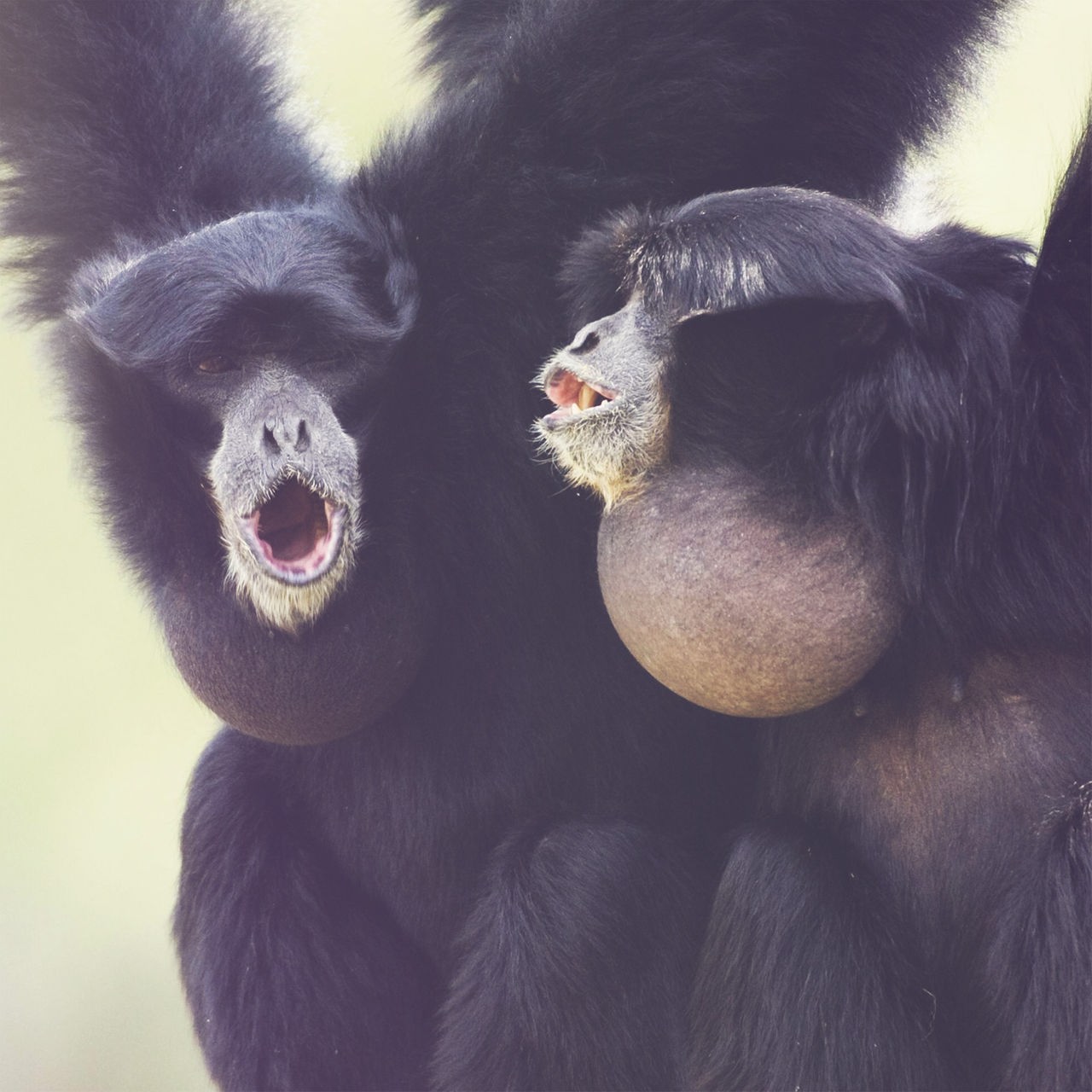 Singen | Von Affen-Chören und Pupskonzerten der Heringe