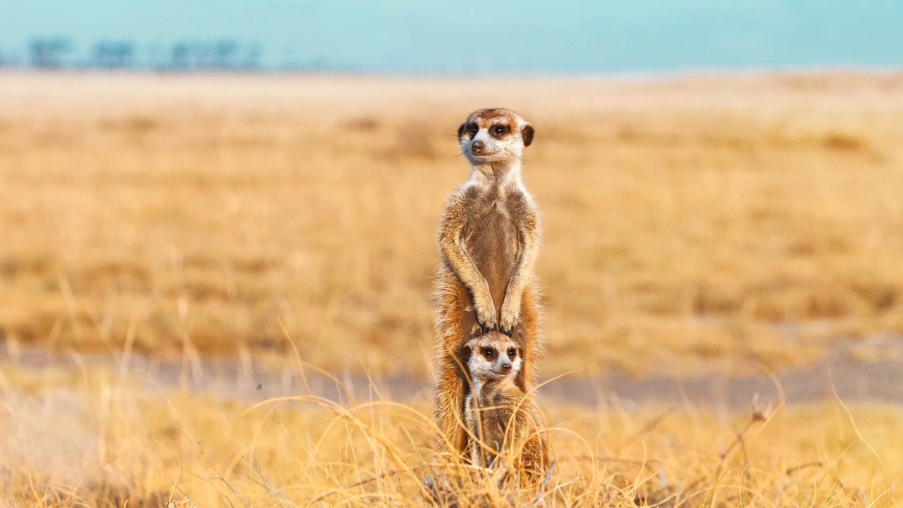 Ein kleines und ein großes Erdmännchen stehen in einer kargen Graslandschaft.