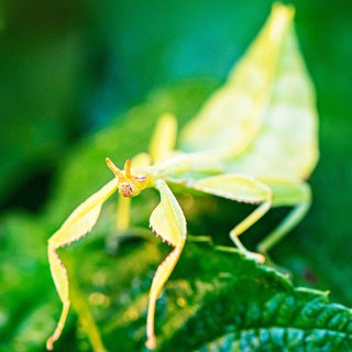 Sich Verkleiden Von Wandelnden Blattern Und Bunten Kraken Bremen Zwei