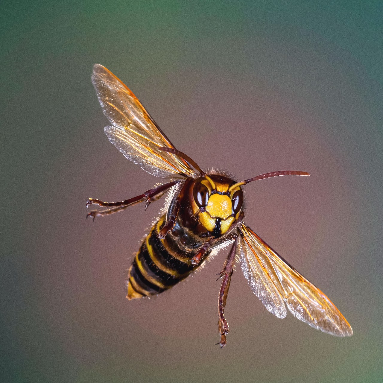 Insekten-Spezial | Von friedlichen Hornissen und Käfern als Mordwaffe