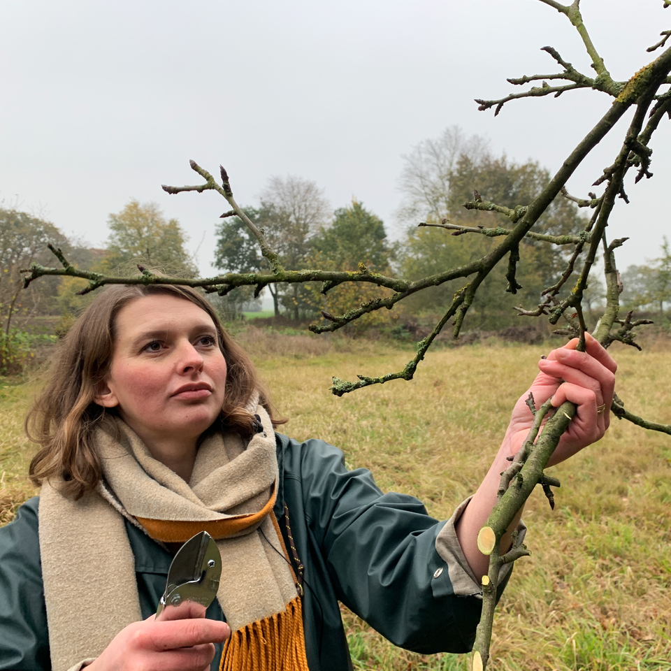 Osmers Garten Barbarazweig für Weihnachten schneiden