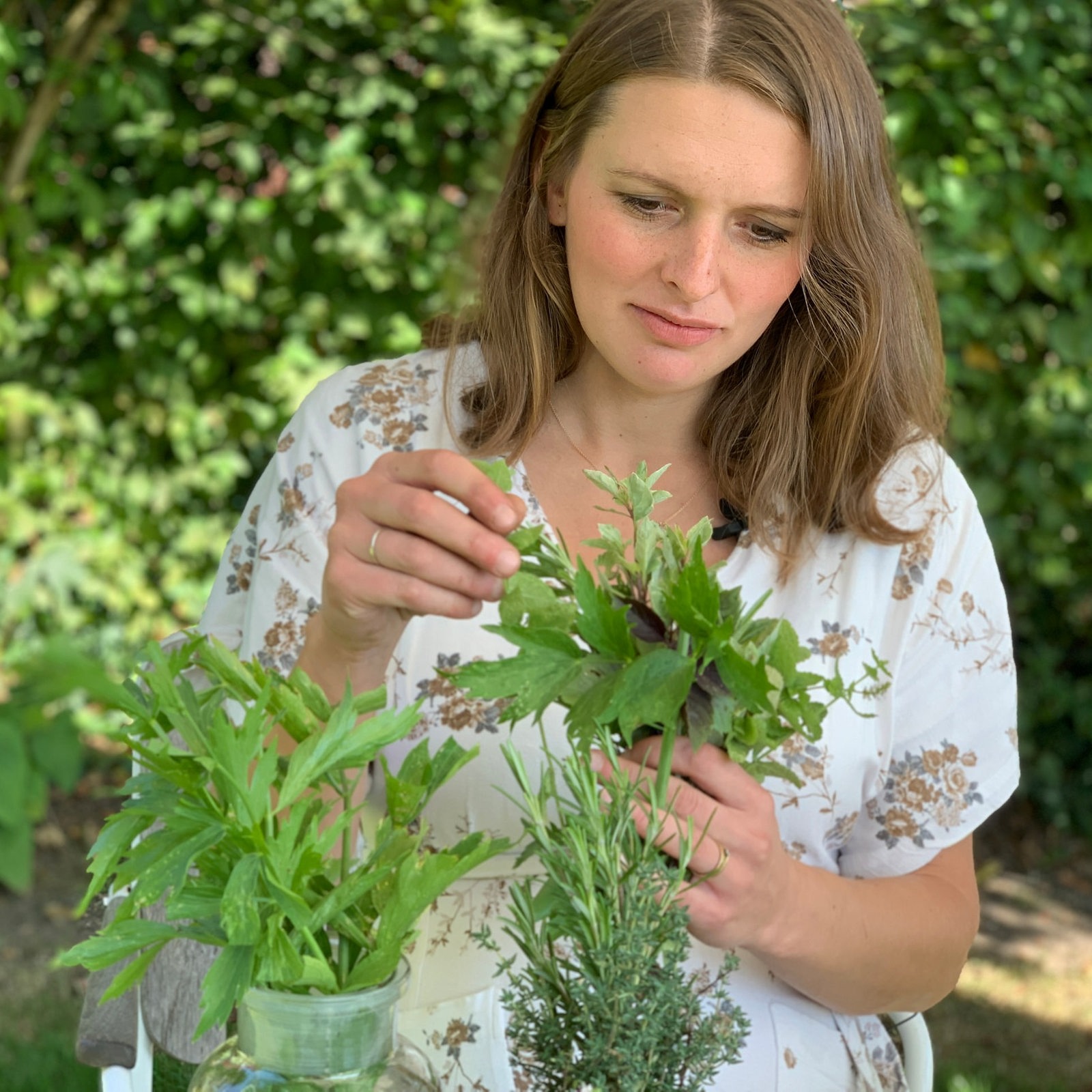 Osmers Garten Kräuterpflanzen fürs nächste Jahr vorziehen