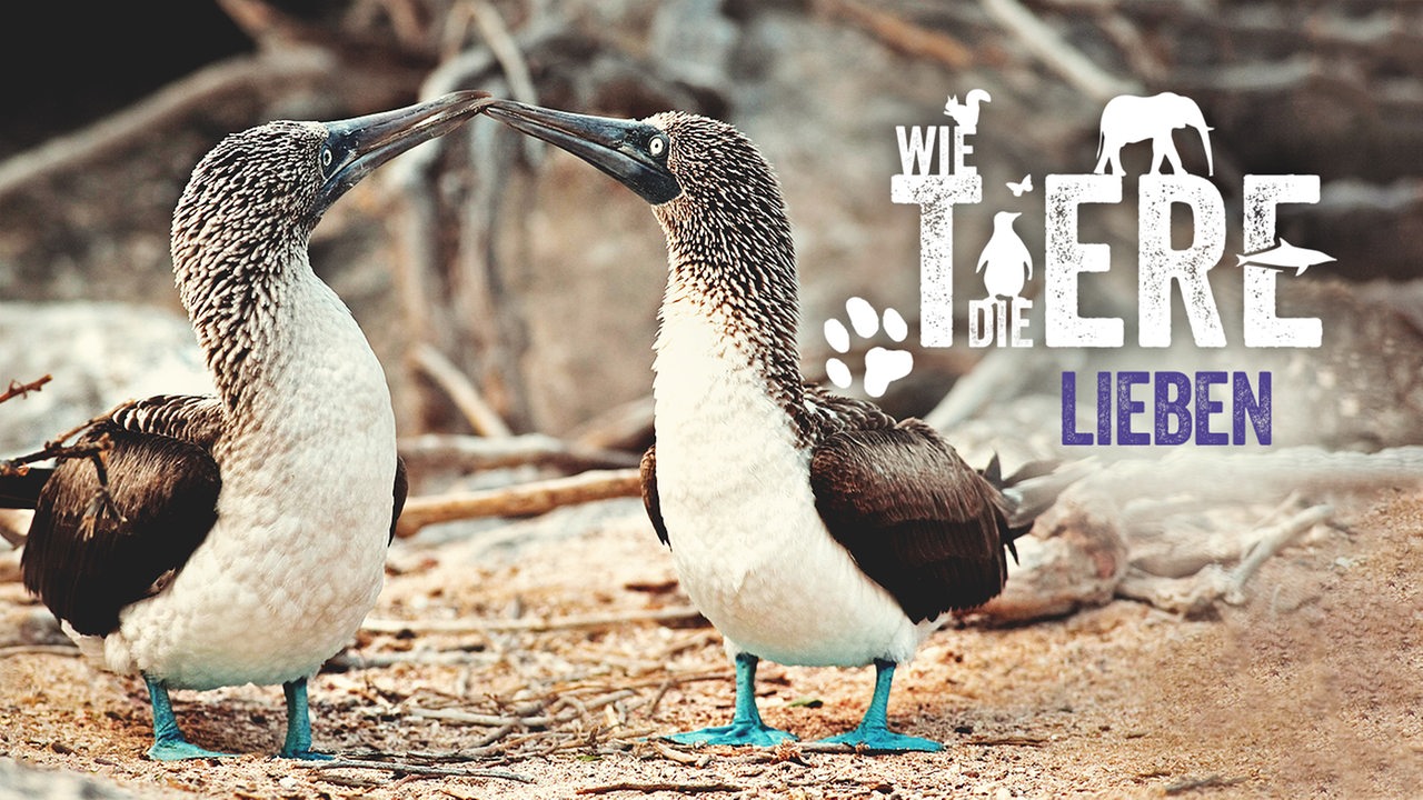 Schriftzug "Wie die Tiere" und zwei schnäbelnde Blaufußtölpel .