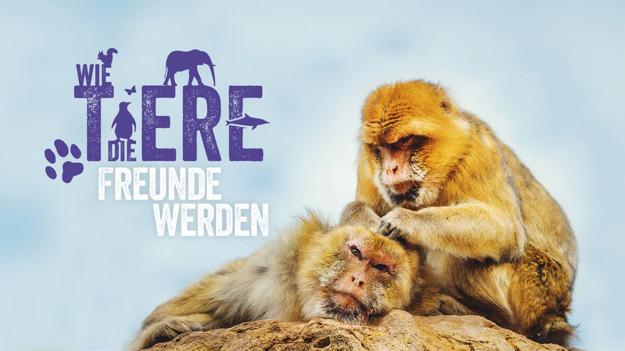 Schriftzug "Wie die Tiere" und ein Affe, der einen anderen laust