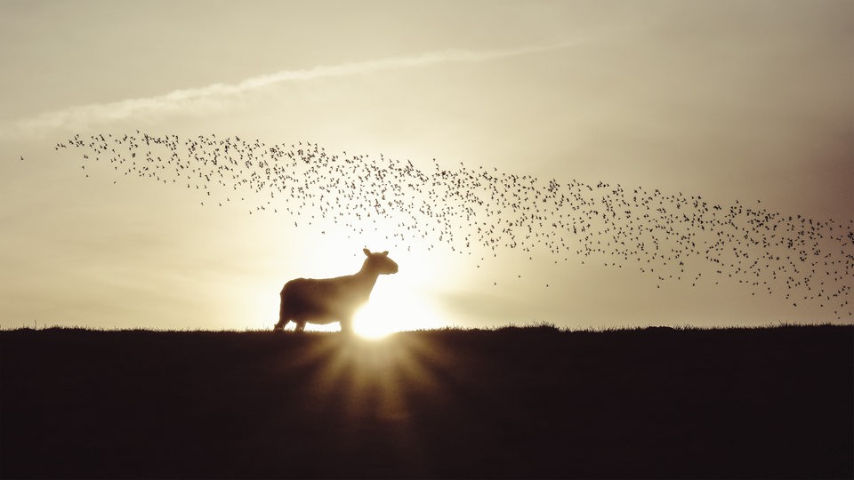 Die Silhouette eines Schafs, das im Gegenlicht auf einem Deich steht. Im Hintergrund zieht ein Schwarm Vögel vorbei.