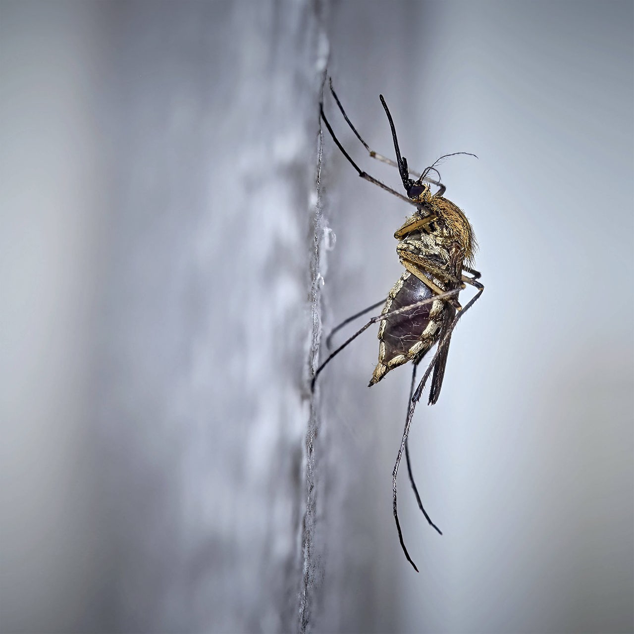Seitliche Nahaufnahme einer Mücke, die an einer Wand sitzt.