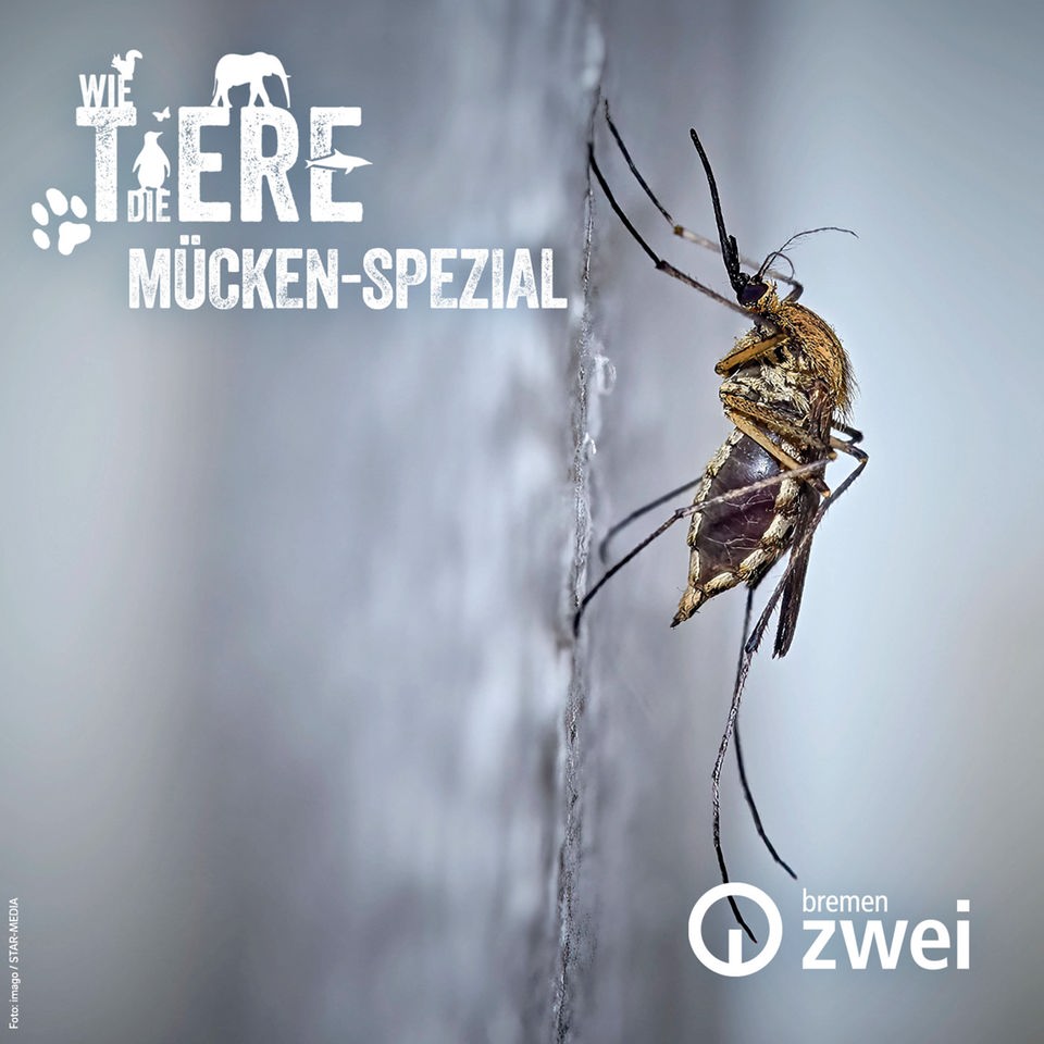 Mücken-Spezial | Wen sie stechen – und warum