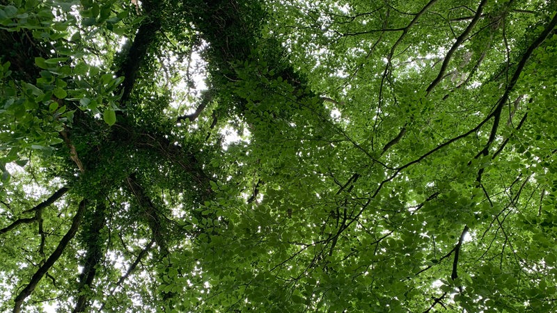 Wie der Wald atmet warum Waldluft so frisch und kühl ist