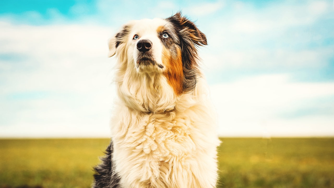 Ein Hund mit flauschigem, weiß-grau-braunem Fell schaut aufmerksam geradeaus, im Hintergrund sind eine Wiese und blauer Himmel zu erahnen.